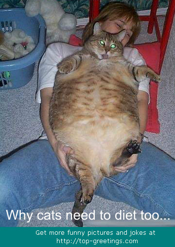 catdiet.jpg